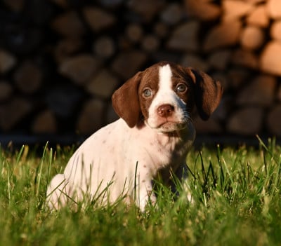 Les chiots de Braque français, type Pyrenees (petite taille)