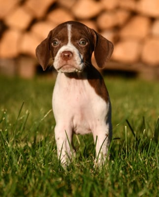Les chiots de Braque français, type Pyrenees (petite taille)