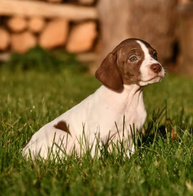 Les chiots de Braque français, type Pyrenees (petite taille)