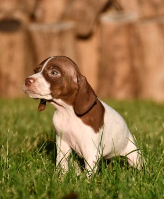Les chiots de Braque français, type Pyrenees (petite taille)