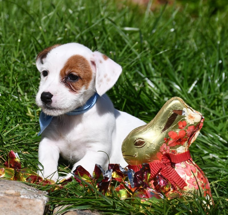 Jack Russell Terrier - du pont du riot d'Esnes