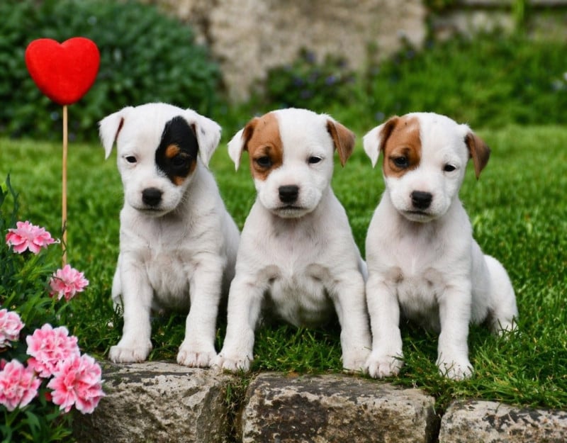 Parson Russell Terrier - du pont du riot d'Esnes