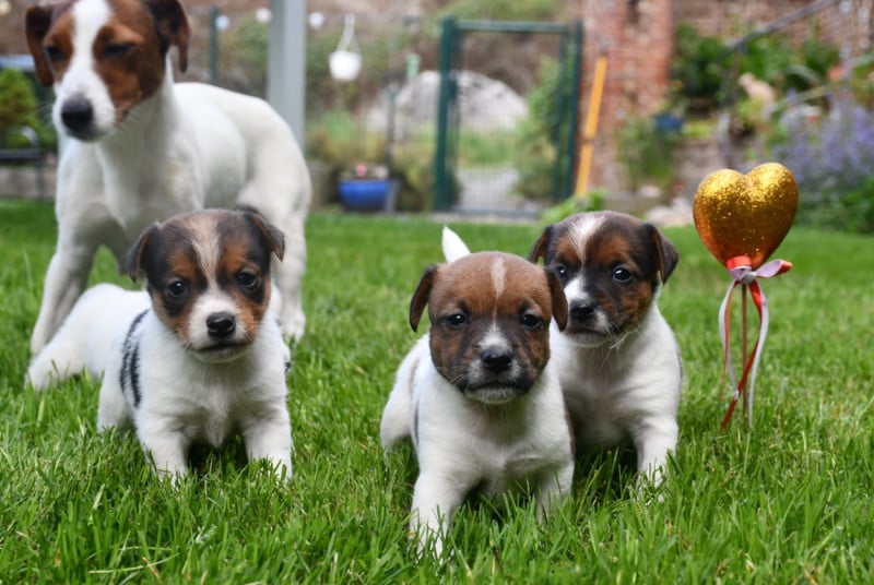 Jack Russell Terrier - du pont du riot d'Esnes