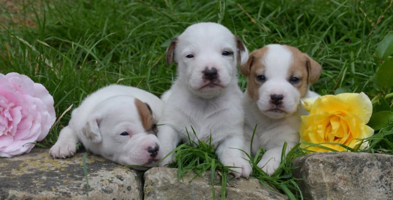 Parson Russell Terrier - du pont du riot d'Esnes