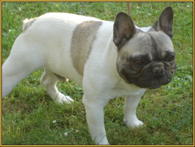 Publication : des Princes de la foret noire Auteur : Isabelle DAUSSIN