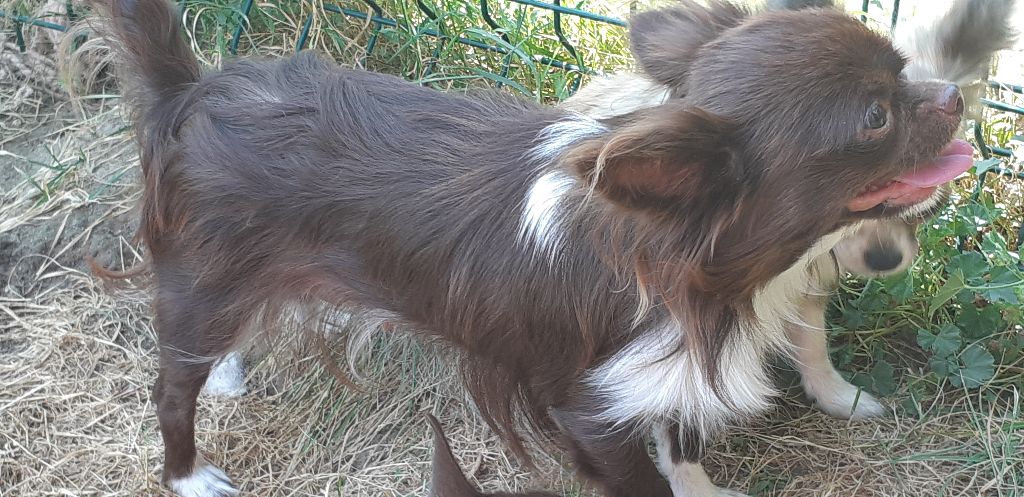 Publication : des Princes de la foret noire