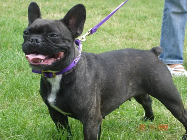 Publication : des Princes de la foret noire Auteur : Isabelle DAUSSIN