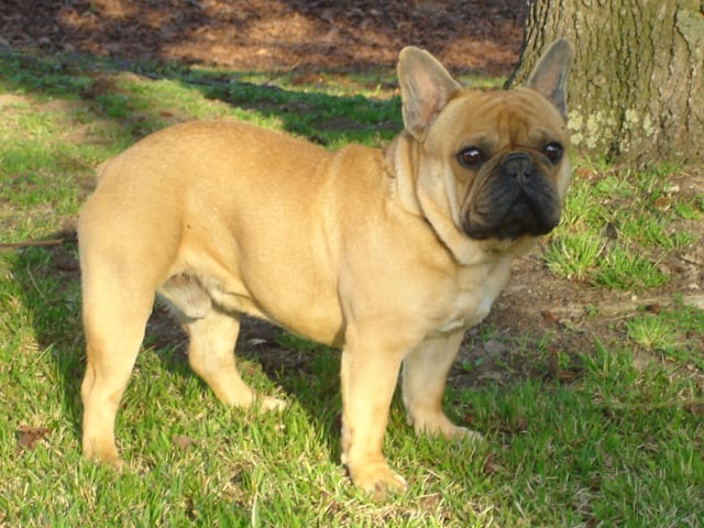 Publication : des Princes de la foret noire Auteur : Isabelle DAUSSIN