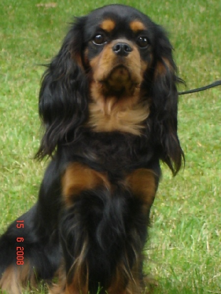 CH. Coco chanel des Princes de la foret noire