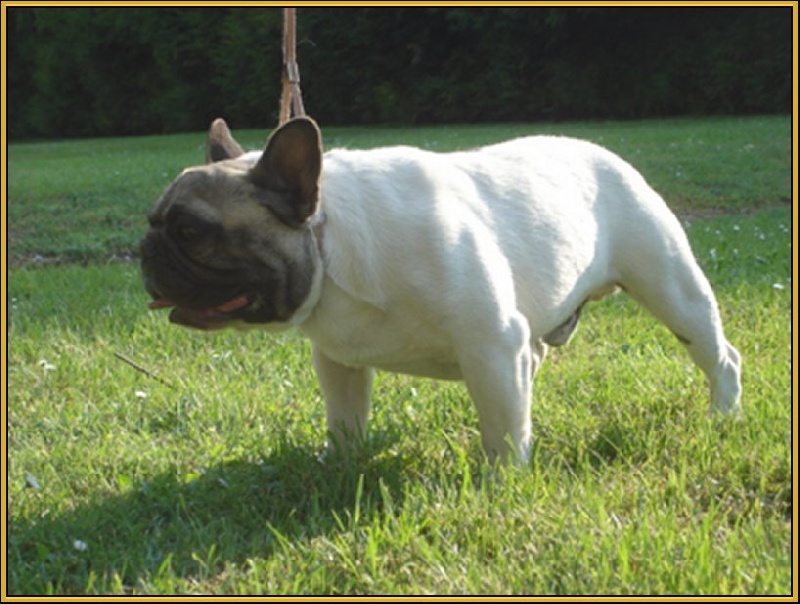 Publication : des Princes de la foret noire Auteur : Isabelle DAUSSIN