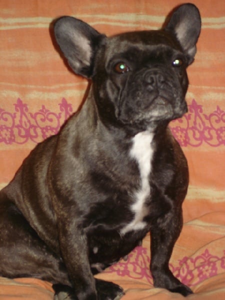 Publication : des Princes de la foret noire Auteur : Isabelle DAUSSIN