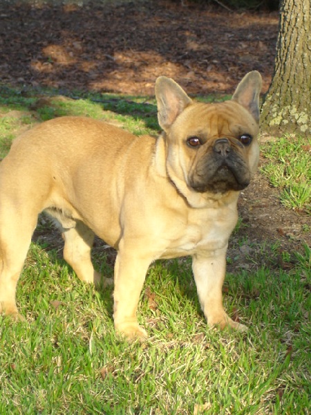 Publication : des Princes de la foret noire Auteur : Isabelle DAUSSIN