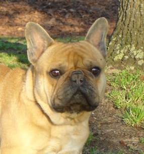 Publication : des Princes de la foret noire Auteur : Isabelle DAUSSIN