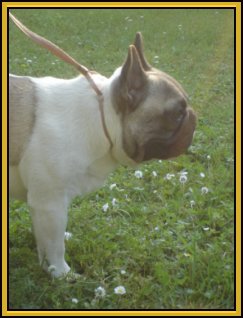 Publication : des Princes de la foret noire Auteur : Isabelle DAUSSIN