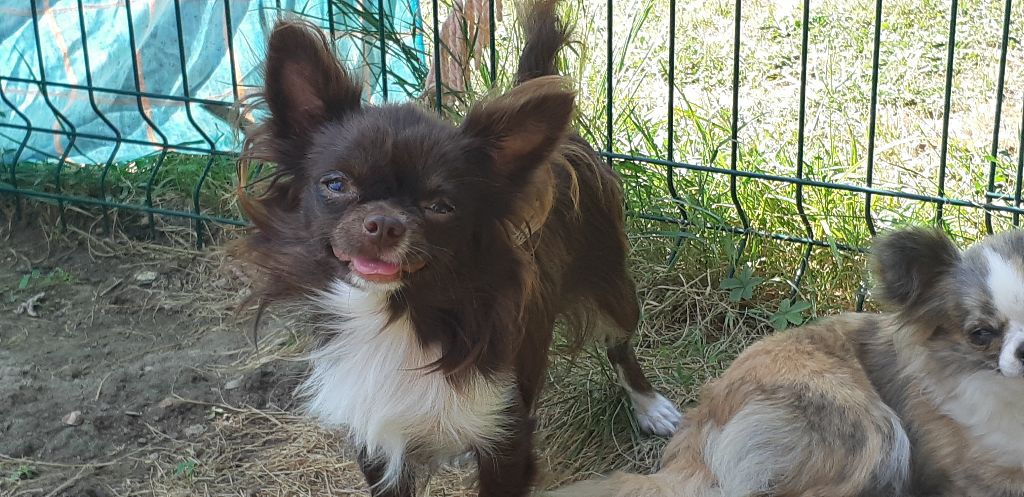 Publication : des Princes de la foret noire