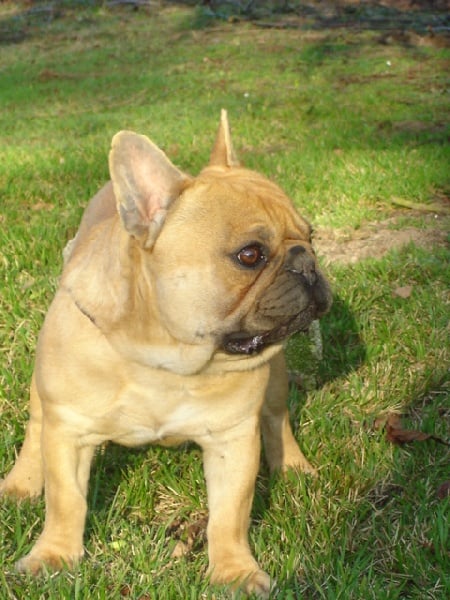 Publication : des Princes de la foret noire Auteur : Isabelle DAUSSIN