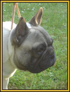 Publication : des Princes de la foret noire Auteur : Isabelle DAUSSIN