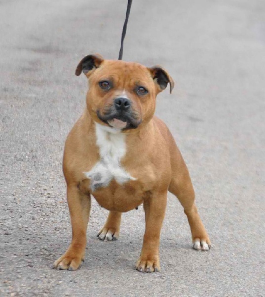 Publication : des Princes de la foret noire