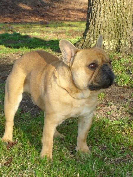 Publication : des Princes de la foret noire Auteur : Isabelle DAUSSIN