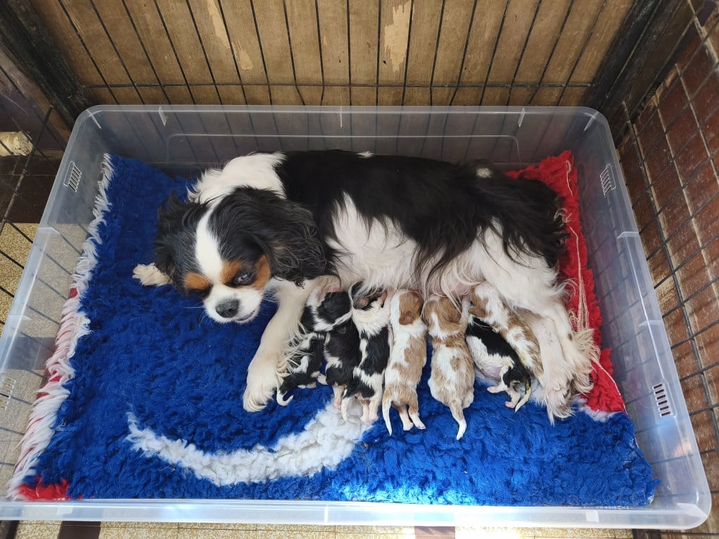 Cavalier King Charles Spaniel - des Princes de la foret noire