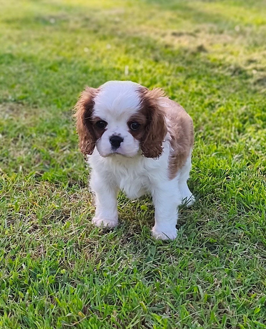 Chiot N°3