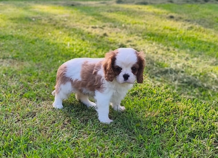 Chiot N°3