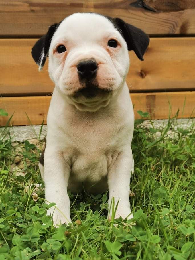 Chiot Staffordshire Bull Terrier, S, femelle disponible en