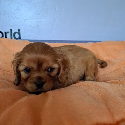Les chiots de Cavalier King Charles Spaniel