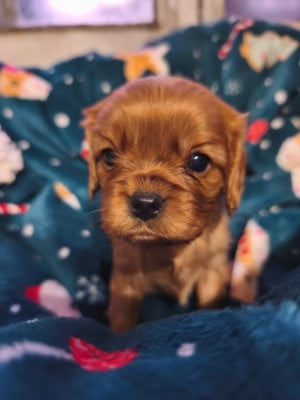 Les chiots de Cavalier King Charles Spaniel