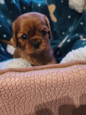 Les chiots de Cavalier King Charles Spaniel