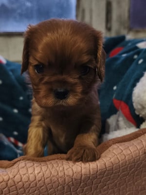 Les chiots de Cavalier King Charles Spaniel