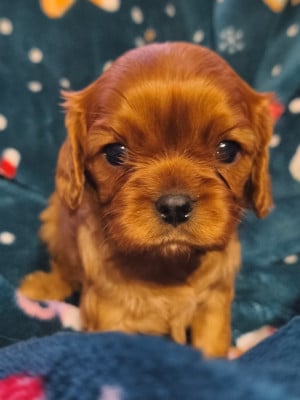 Les chiots de Cavalier King Charles Spaniel