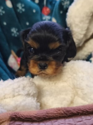 Les chiots de Cavalier King Charles Spaniel