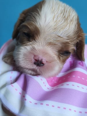 Les chiots de Cavalier King Charles Spaniel