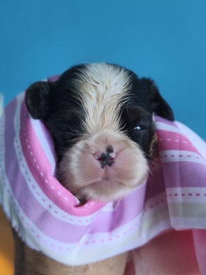 Les chiots de Cavalier King Charles Spaniel
