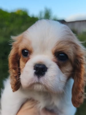 Les chiots de Cavalier King Charles Spaniel