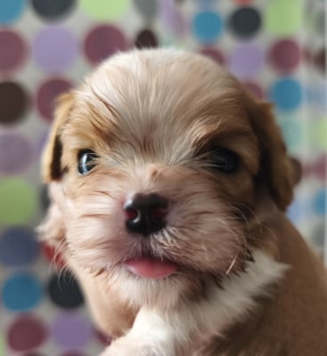 Les chiots de Cavalier King Charles Spaniel