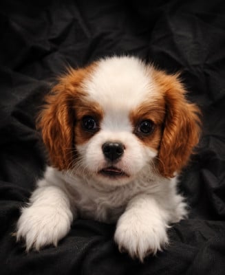 Les chiots de Cavalier King Charles Spaniel