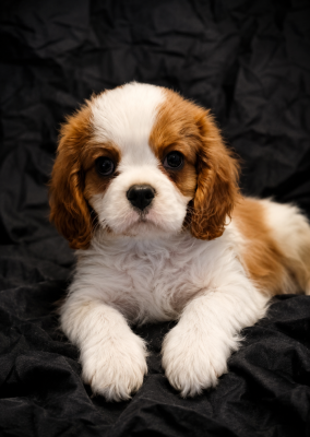 Les chiots de Cavalier King Charles Spaniel