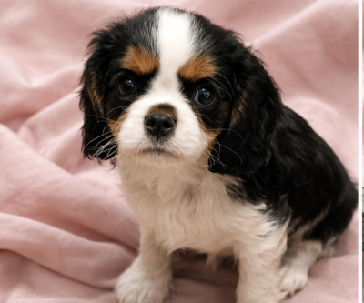 Les chiots de Cavalier King Charles Spaniel