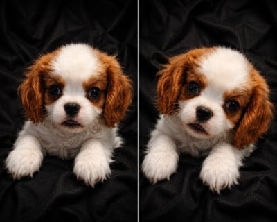Les chiots de Cavalier King Charles Spaniel