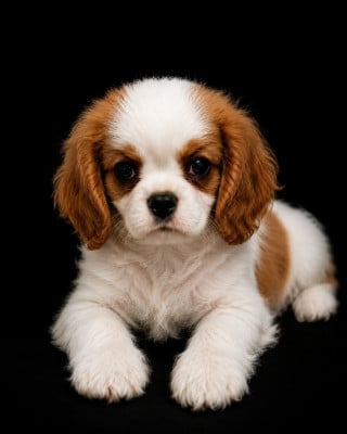Les chiots de Cavalier King Charles Spaniel