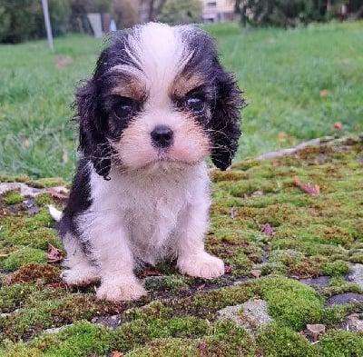 Les chiots de Cavalier King Charles Spaniel
