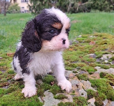 Les chiots de Cavalier King Charles Spaniel