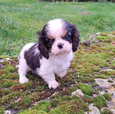Les chiots de Cavalier King Charles Spaniel