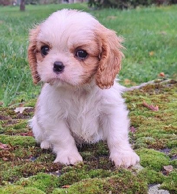 Les chiots de Cavalier King Charles Spaniel