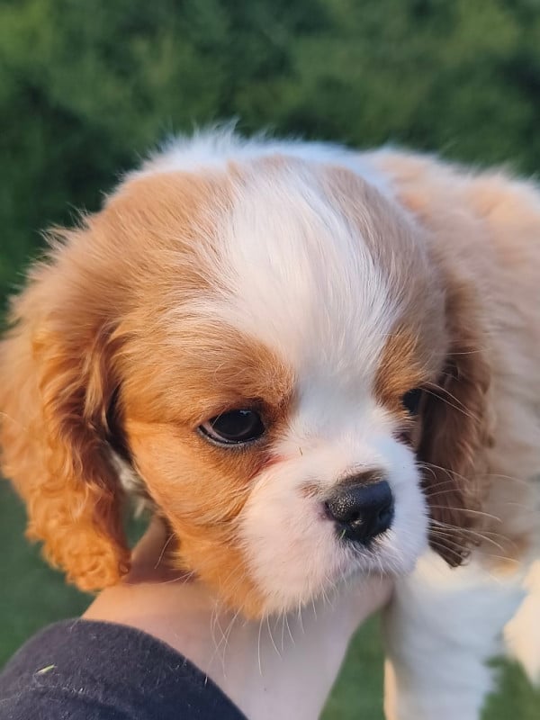 Cavalier King Charles Spaniel - des Princes de la foret noire