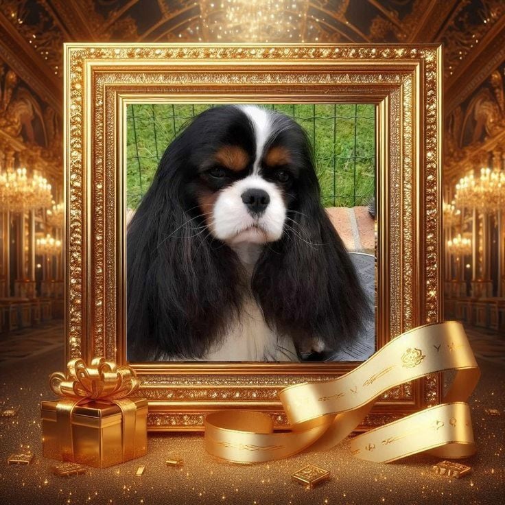 Cavalier King Charles Spaniel - des Princes de la foret noire