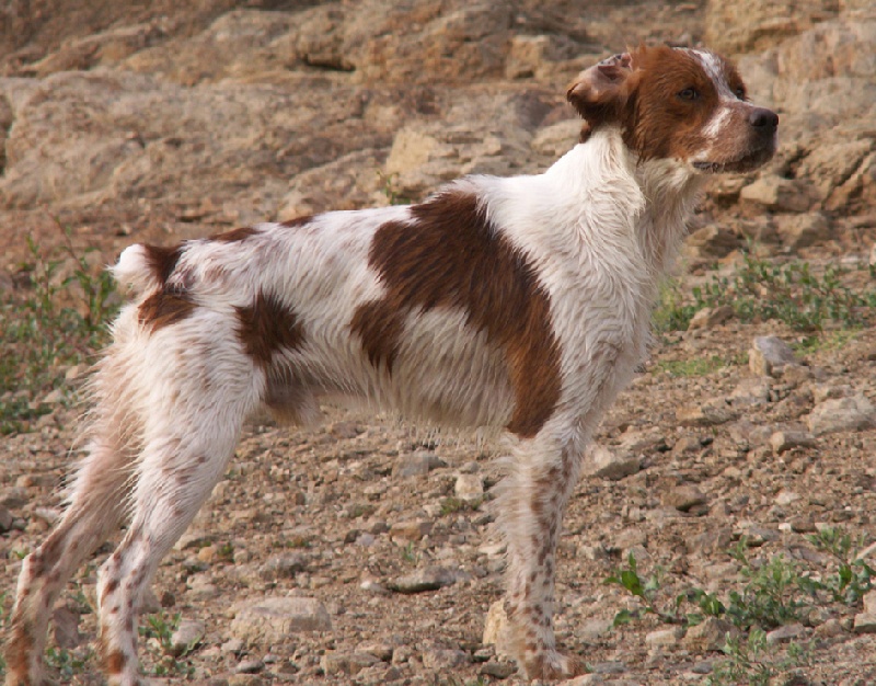 Publication : du ruisseau des blaquieres