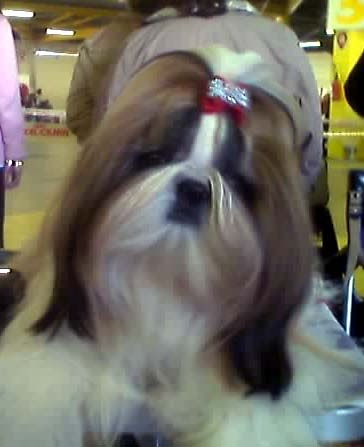 Ukraine du Rivage des Nacres - MEILLEUR PUPPY /TRES PROMETTEUR